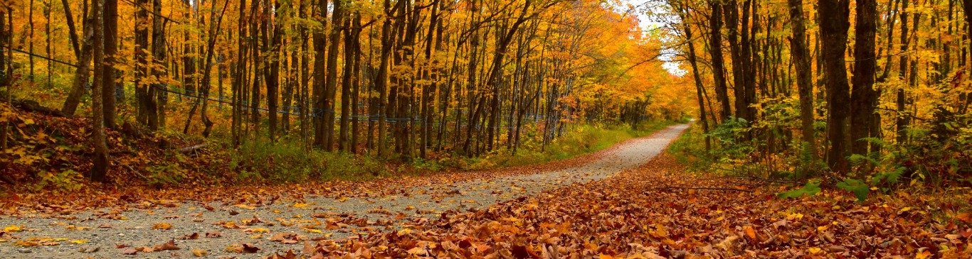 Fall foliage 