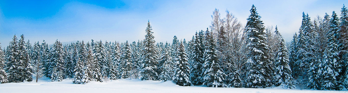 Winter Landscape with Snow and Trees