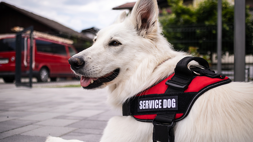 white german shepherd service dog